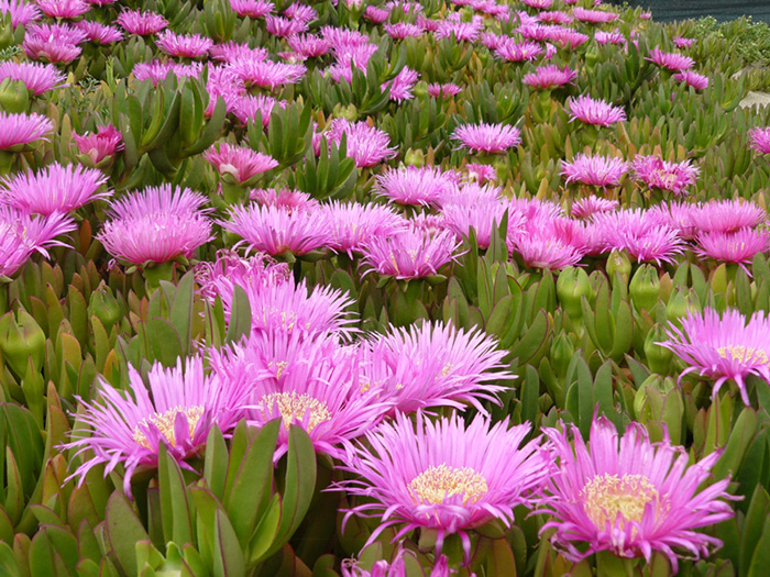 Carpobrotus acinaciformis / Fico degli Ottentotti comune